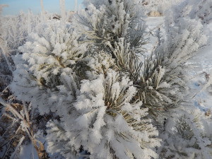 http://chernobyl-kemerovo.ru